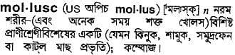 mollusc