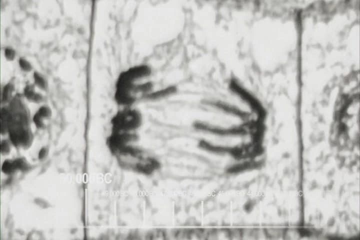 # The Earth began to cool #
